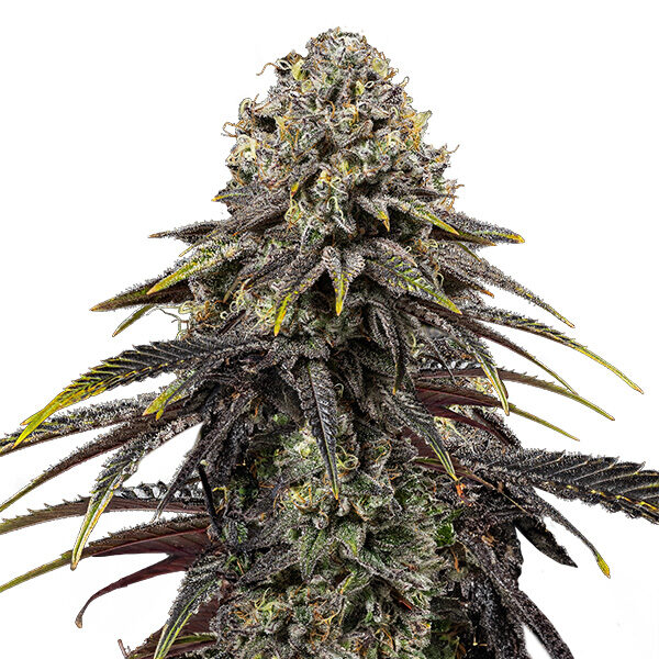 Dynamite Diesel feminizada de Royal Queen