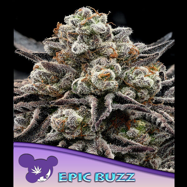 Epic Buzz feminizada de Anesia Seeds