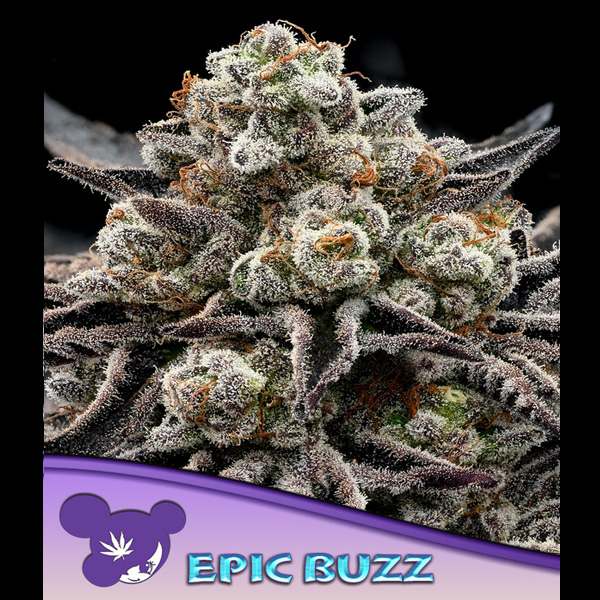 Epic Buzz feminizada de Anesia Seeds