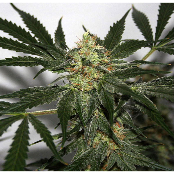 Early Haze (early Queen X Afghan Haze) regular de Mr. Nice