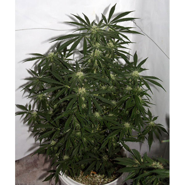 Early Skunk Haze (early Pearl X Haze) regular de Mr. Nice