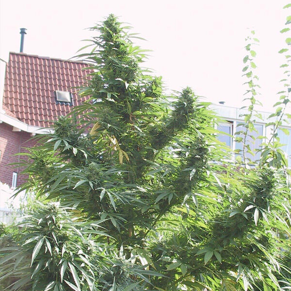 Easy Sativa feminizada de Female Seeds