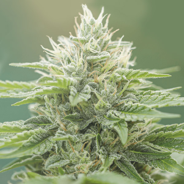 Eboshi Cbg feminizada de Medical Seeds