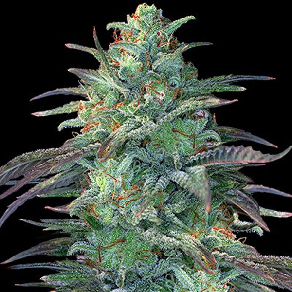 Eggnog feminizada de G13 Labs