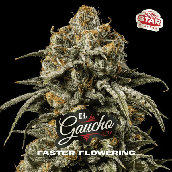 El Gaucho Faster Flowering feminizada de Bsf Seeds