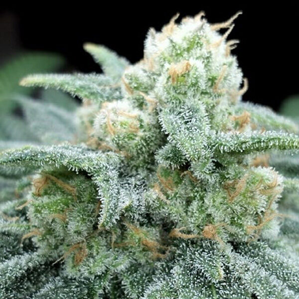 Electric Kooland feminizada de Grateful Seeds