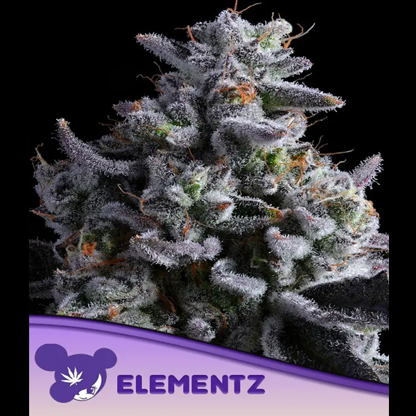 Elementz feminizada de Anesia Seeds