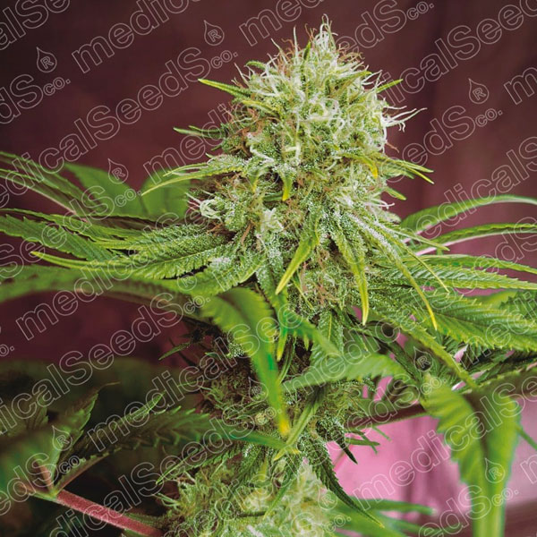 Elixir Vitae CBD feminizada de Medical Seeds