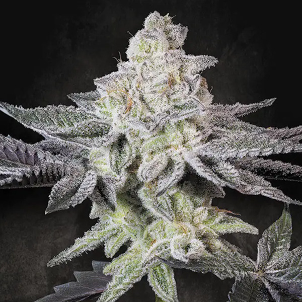 Emerald Envy feminizada de Paradise Seeds