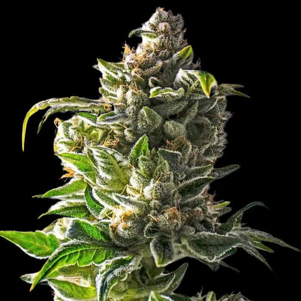 Empire Dragon feminizada de Empire Seeds Bank