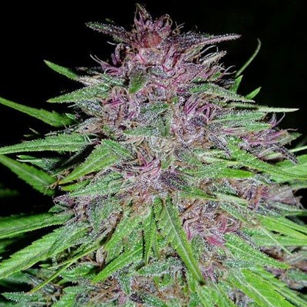 Erdpurt feminizada de Ace Seeds