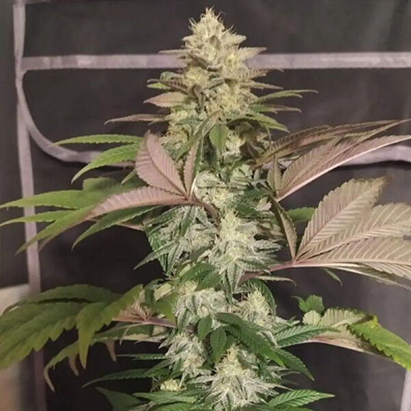 Erdpurt X Pck regular de Ace Seeds
