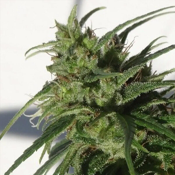 Ethiopia regular de Ace Seeds