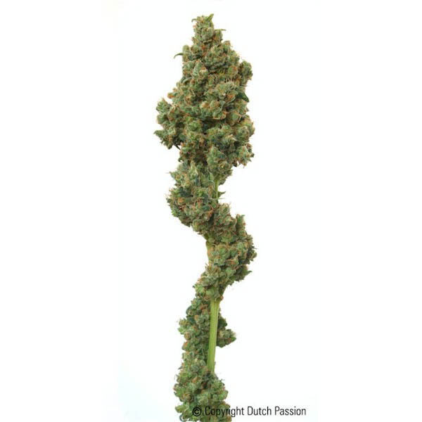Euforia regular de Dutch Passion