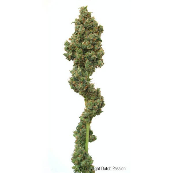 Euforia regular de Dutch Passion