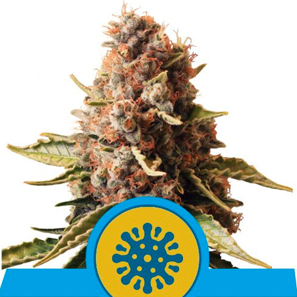 Euphoria feminizada de Royal Queen