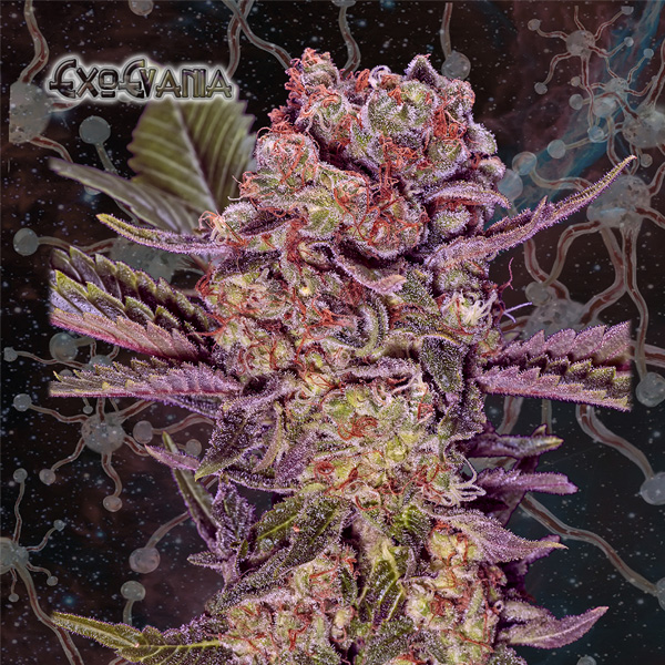 Exoevania feminizada de Geneseeds Y Nemeseeds