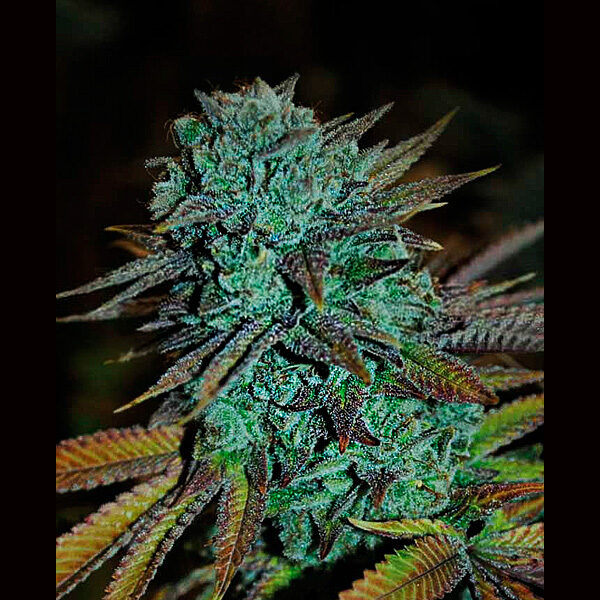 Expert Gorilla feminizada de Expert Seeds