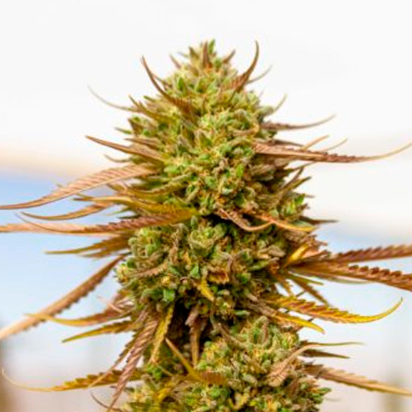 Expert Haze feminizada de Expert Seeds