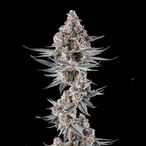 Eye Of Jah : Jahmba Juice X Mellowz #8 feminizada de Compound Genetics