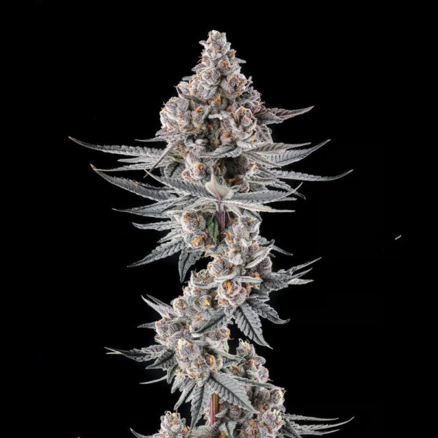 Eye Of Jah : Jahmba Juice X Mellowz #8 feminizada de Compound Genetics