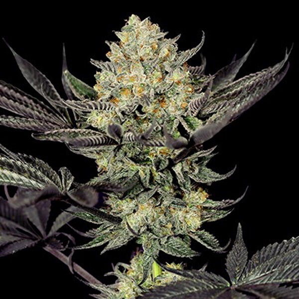 Face Mask feminizada de G13 Labs