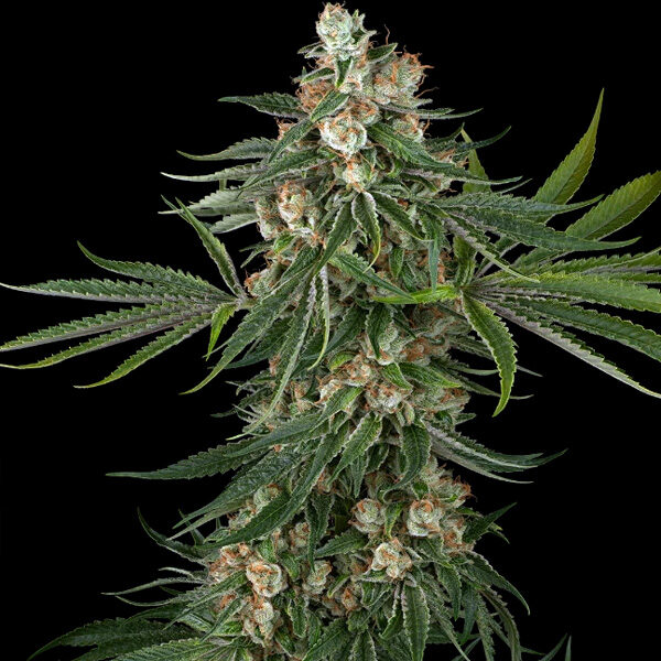 Fallout OG feminizada de White Label