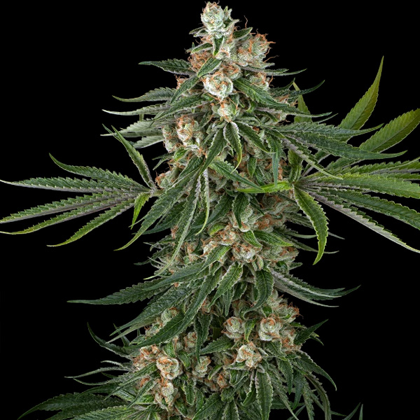 Fallout OG feminizada de White Label