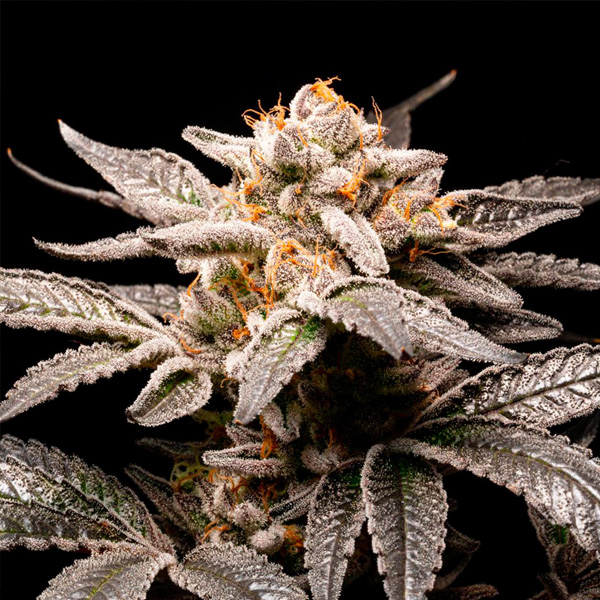 Fancy Don Rouch feminizada de R-kiem Seeds
