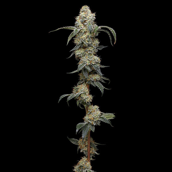 Farmer's Daughter feminizada de Humboldt Seeds Company
