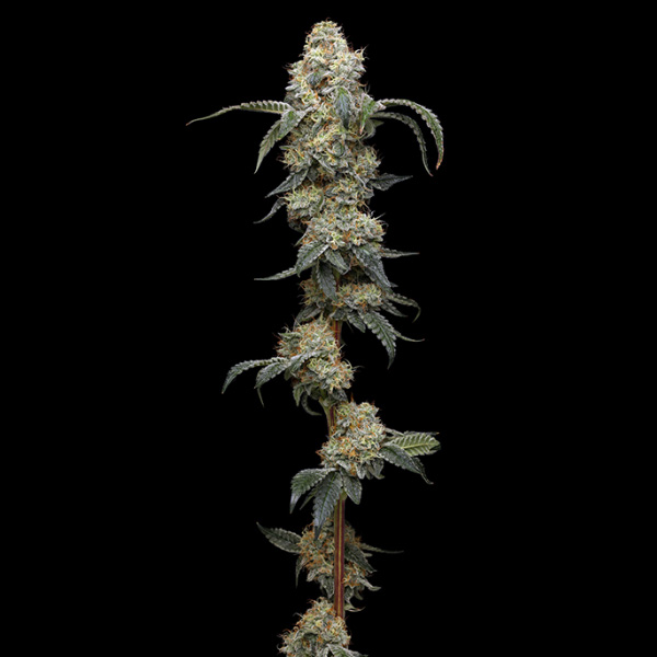 Farmer's Daughter feminizada de Humboldt Seeds Company