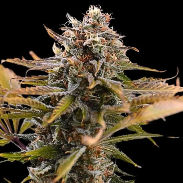 Fatso feminizada de Empire Seeds Bank