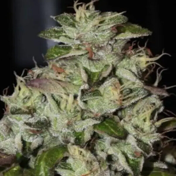 Fire Afghan Cookies feminizada de Mamiko Seeds