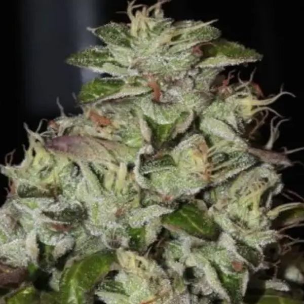 Fire Afghan Cookies feminizada de Mamiko Seeds
