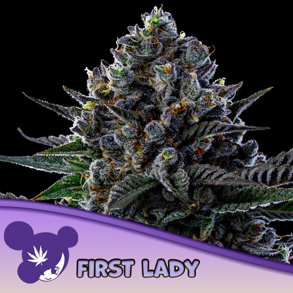 First Lady feminizada de Anesia Seeds