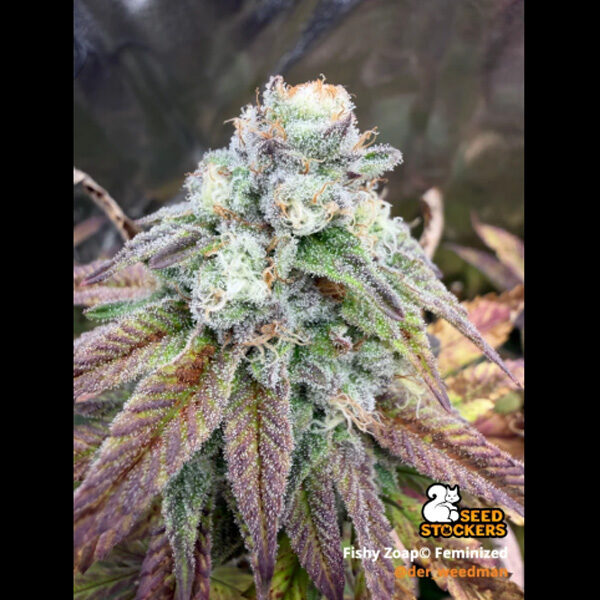 Fishy Zoap feminizada de Seedstockers