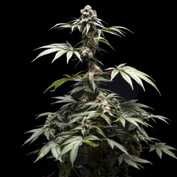 Fizzy Gum feminizada de World Breeders