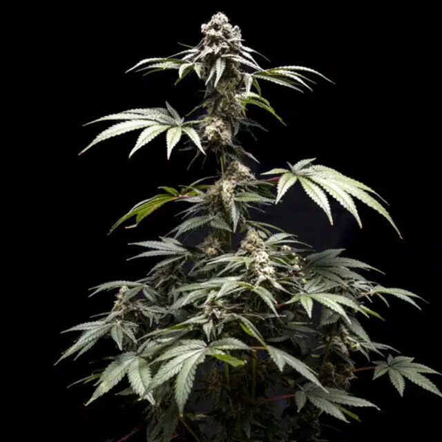 Fizzy Gum feminizada de World Breeders