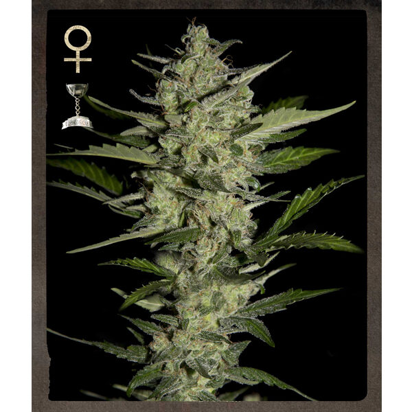 Flowerbomb Kush feminizada de Strain Hunters Seeds