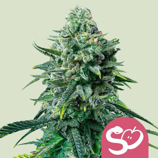 Forbidden Fruit feminizada de Royal Queen