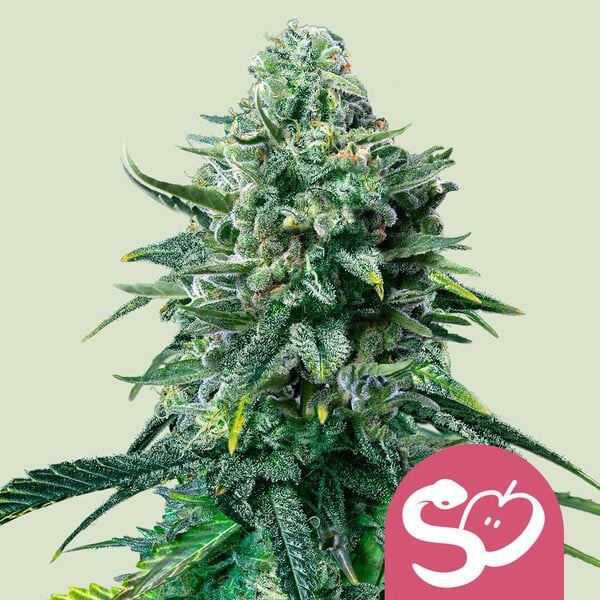 Forbidden Fruit feminizada de Royal Queen