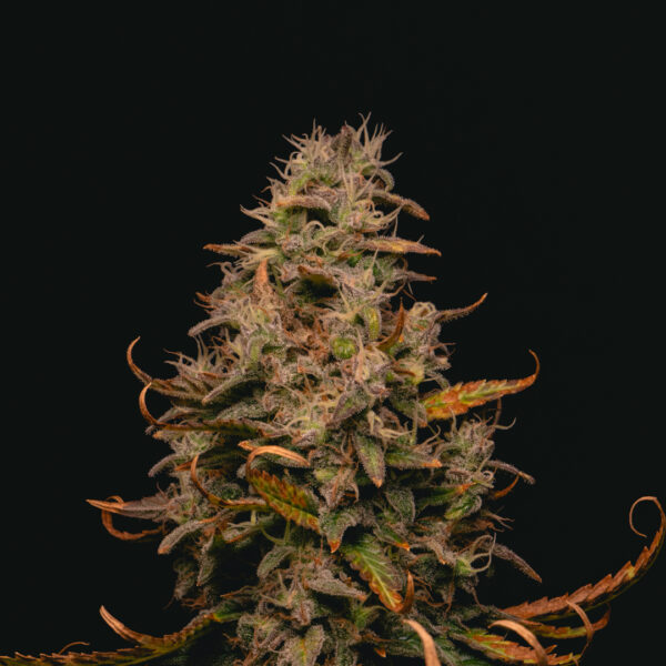 Forbidden Fruit Cake feminizada de Pure Instinto