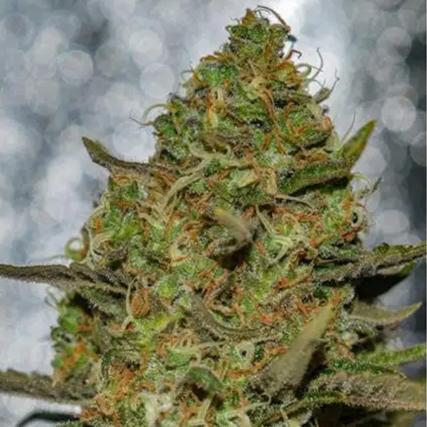 Forbidden Fruit X Spriter feminizada de Vision Seeds