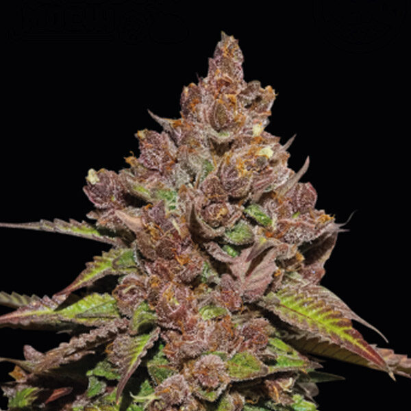 Forbidden Mochi Fast feminizada de Seedstockers