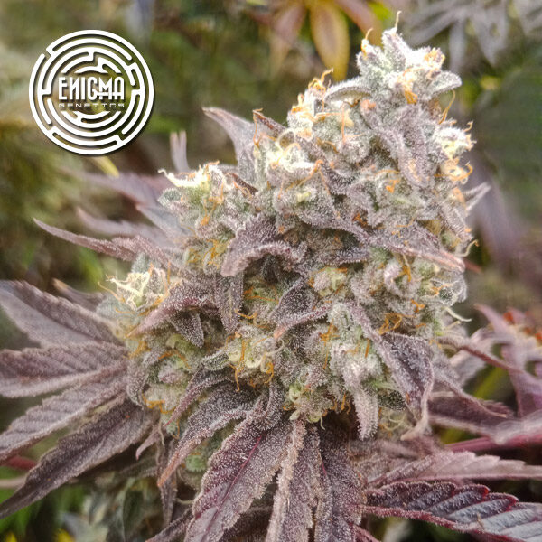 Forbidden Sherbert feminizada de Enigma Genetics