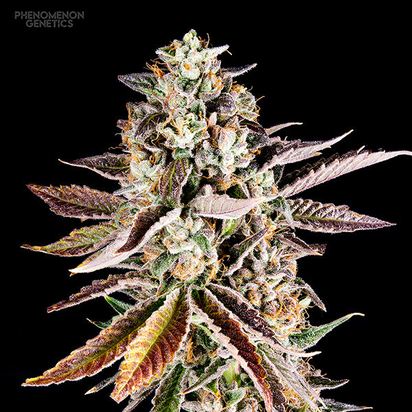Forbidden Starz feminizada de Phenomenom Genetics