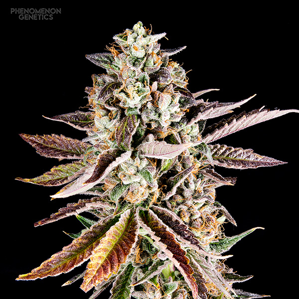 Forbidden Starz feminizada de Phenomenom Genetics