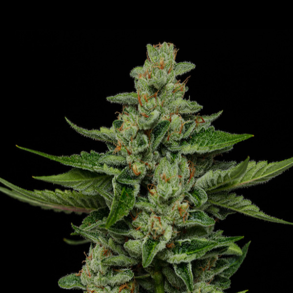 Fortune Cookie feminizada de Humboldt Seeds Company