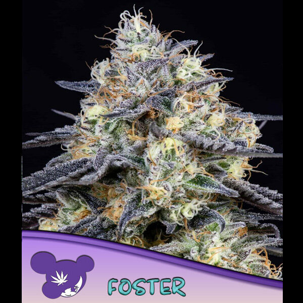 Foster feminizada de Anesia Seeds