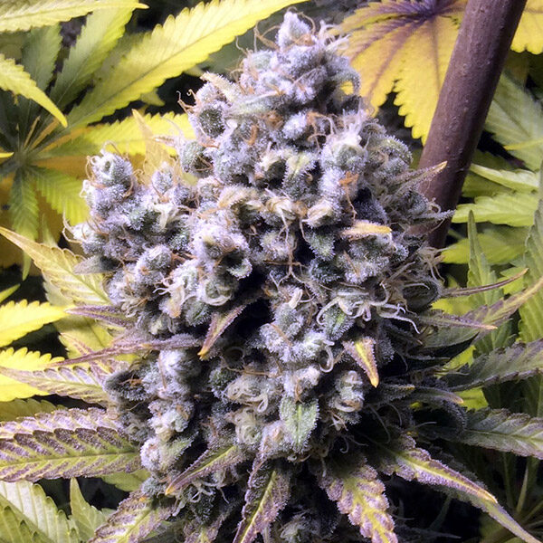 Frencheese feminizada de French Touch Seeds